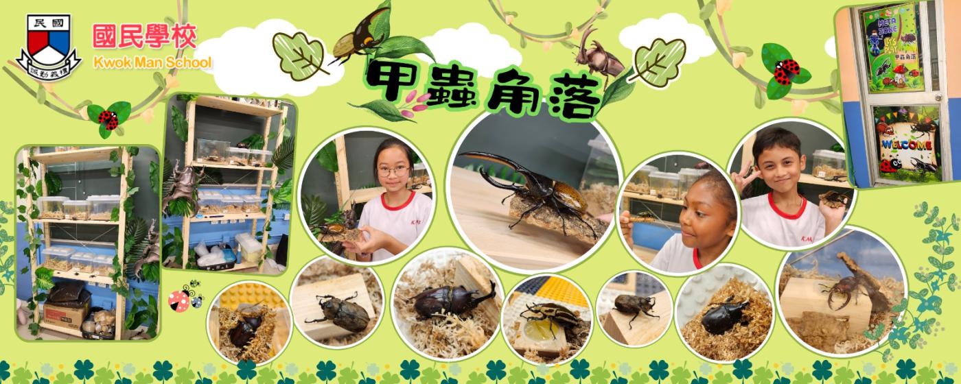 甲蟲